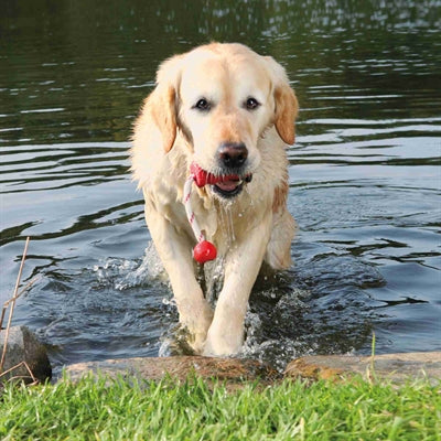 Trixie Hondenactiviteit mot-fun aqua speelgoed drijvend rood assorti
