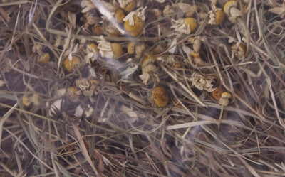 Uitstekende kruidenhooi kamille en paardenbloem