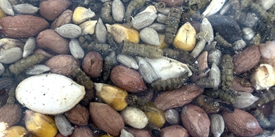 Utopia Vlaamse gaai mix