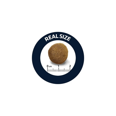 Geavanceerde volwassen Duitse herder