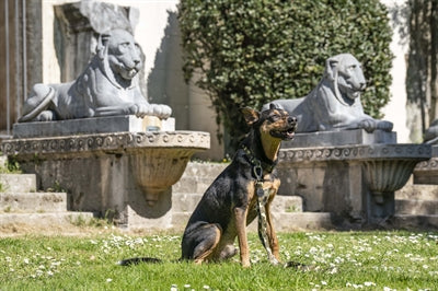 Morso hondenriem verstelbaar gerecycled volledig metalen hond bruin