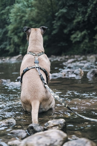Morso hondentuig h-tuig gerecycled volledig metalen hond bruin