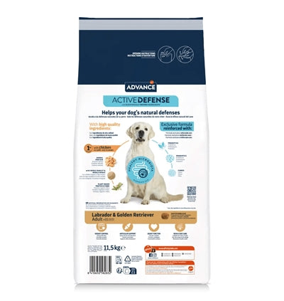 Geavanceerde volwassen labrador retriever