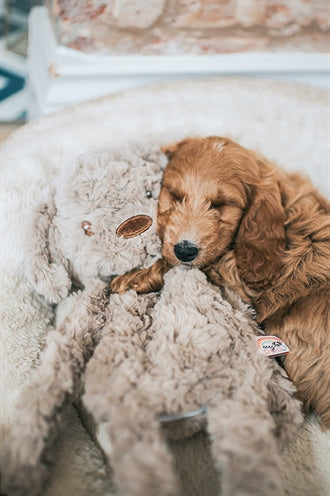 Mijn hondje hond pluche bruin