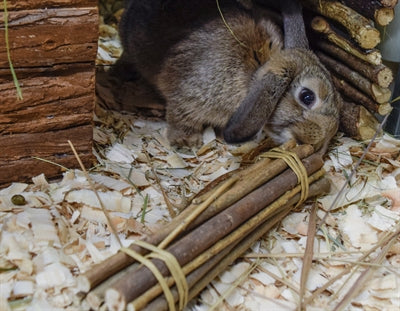 Natuur eerste gelukkige huisdier wilgenstokken