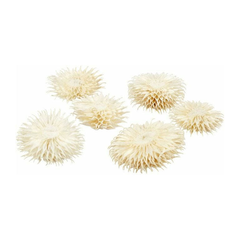 Creativ Company Dried Flowers