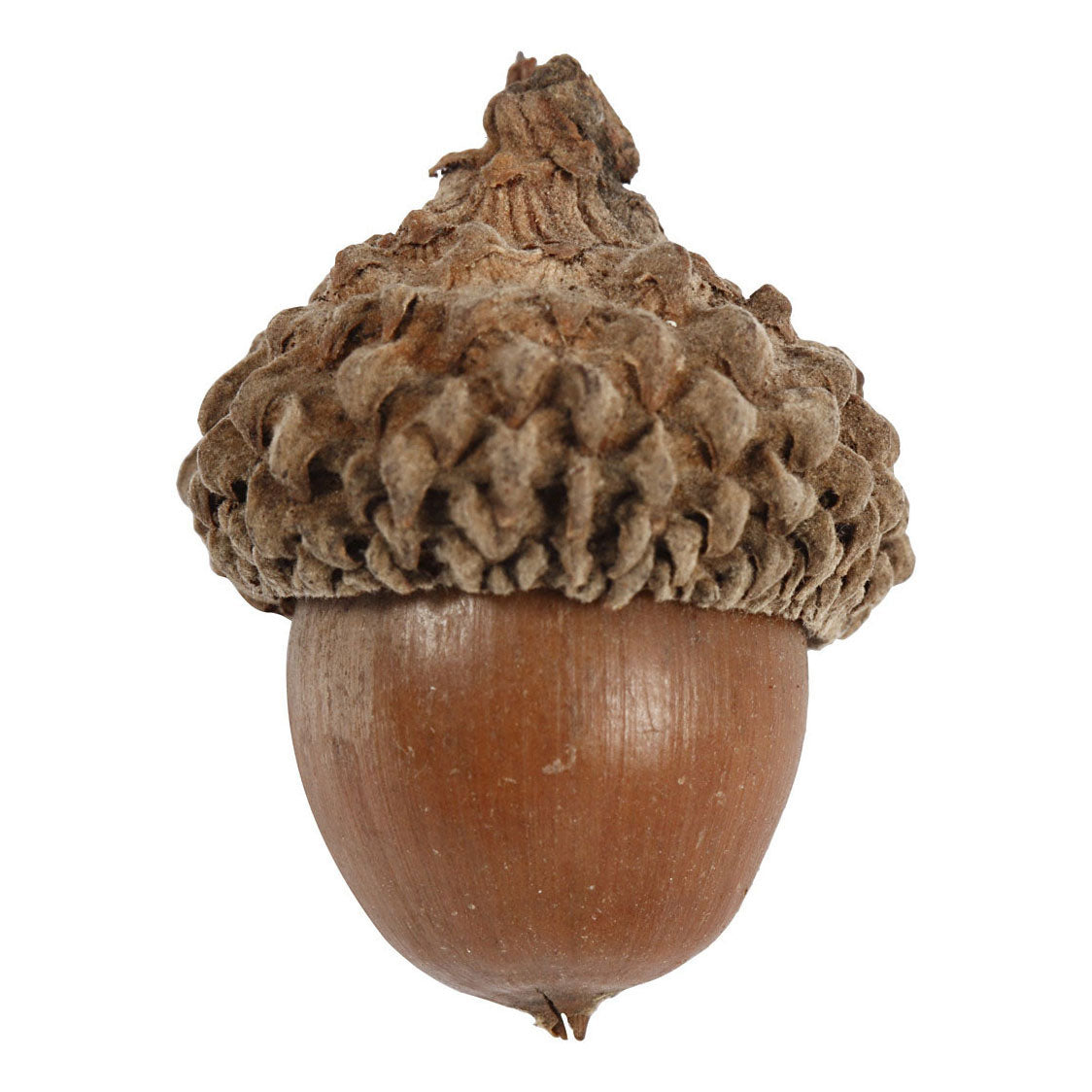 Creative Company acorns, 12 pcs.