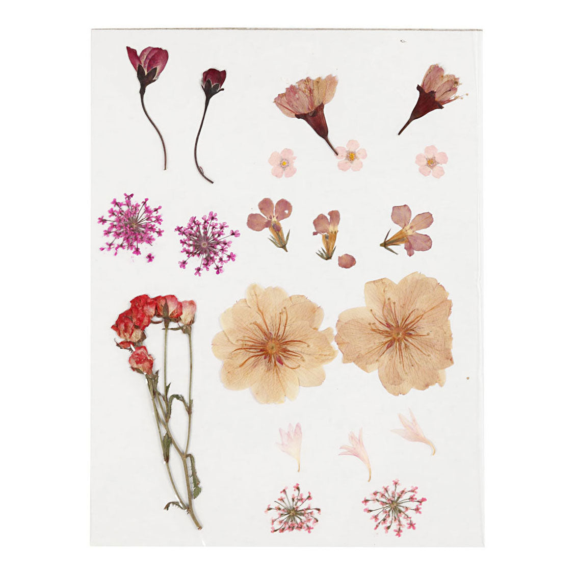 Creatief bedrijf gedroogde bloemen en bladeren lichtroze