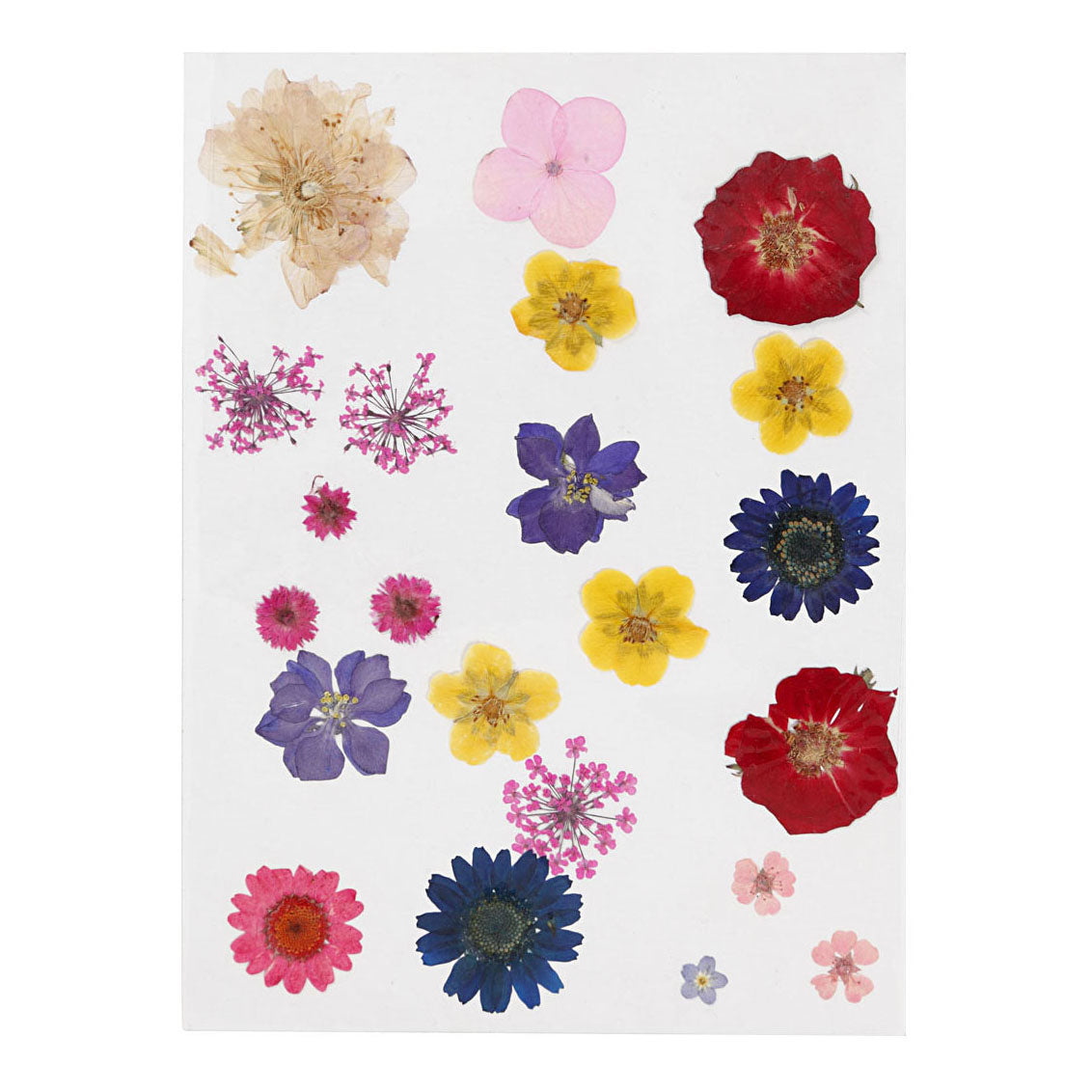 Creatief bedrijf gedroogde bloemen en bladeren diverse kleuren