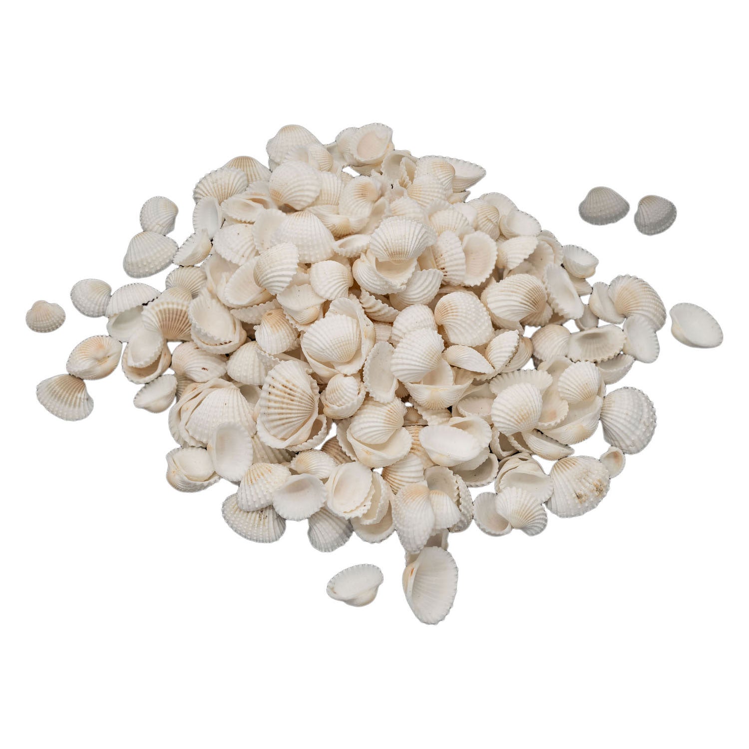 Kleuringen - kleine ark schelpen, 500 gram