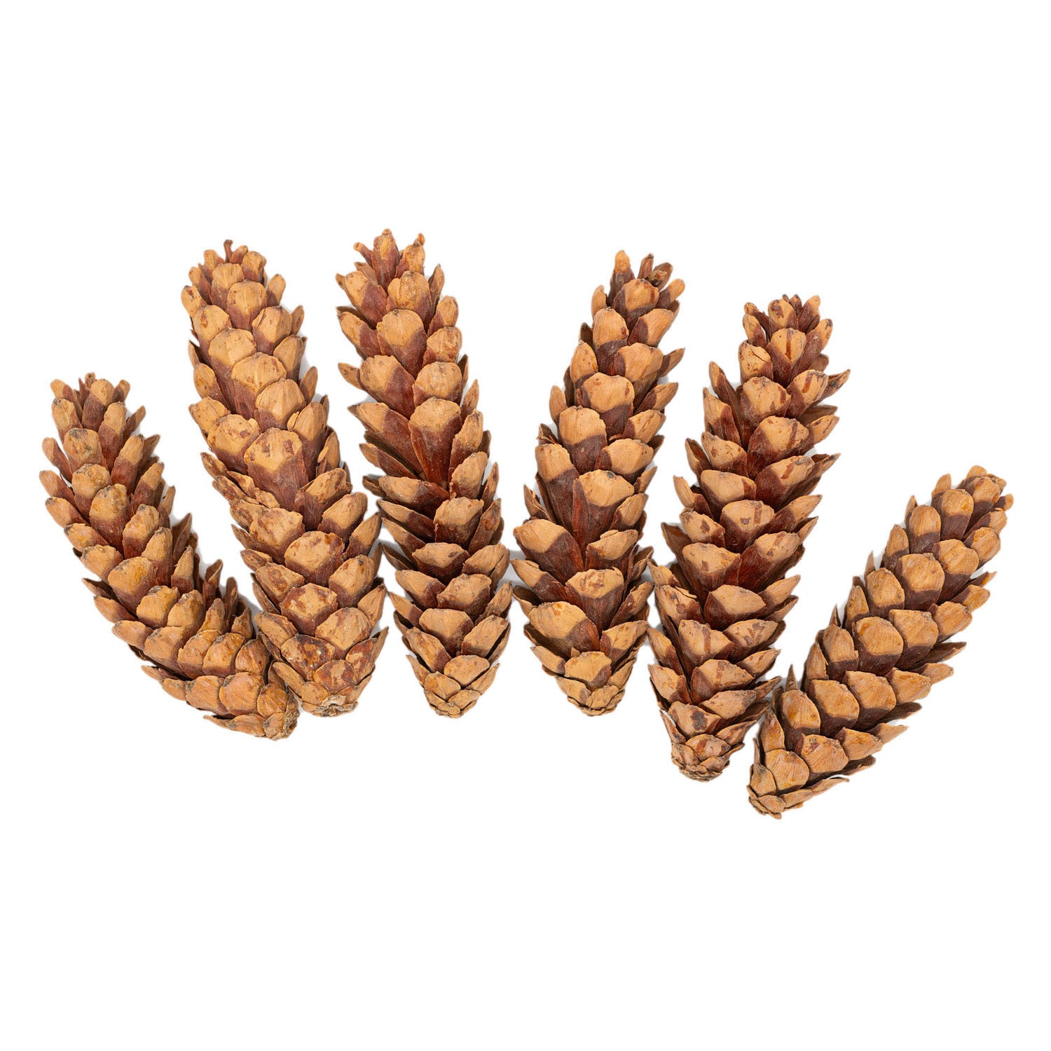 Kleuringen - natuurlijke strobuskegels, 6st.