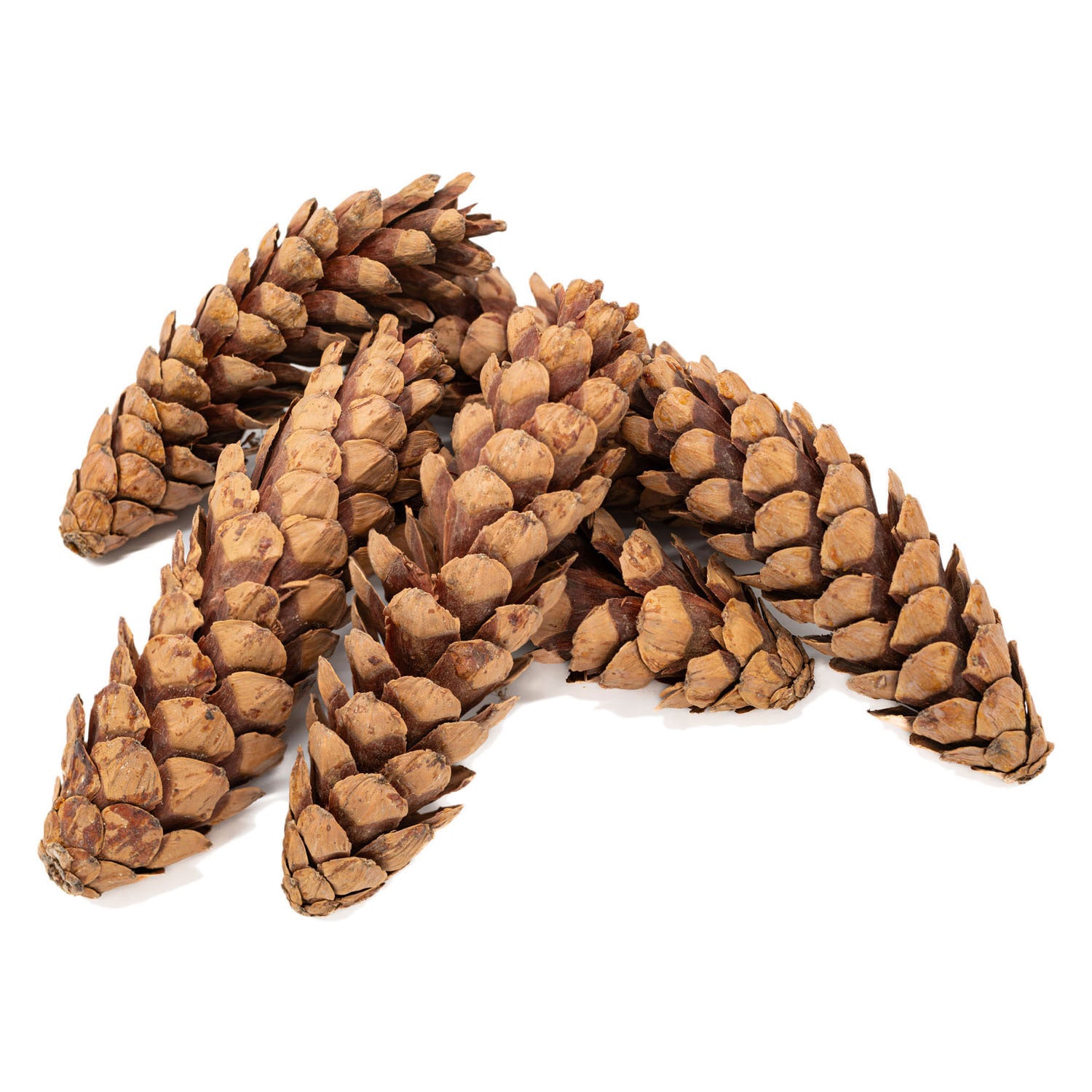 Kleuringen - natuurlijke strobuskegels, 6st.