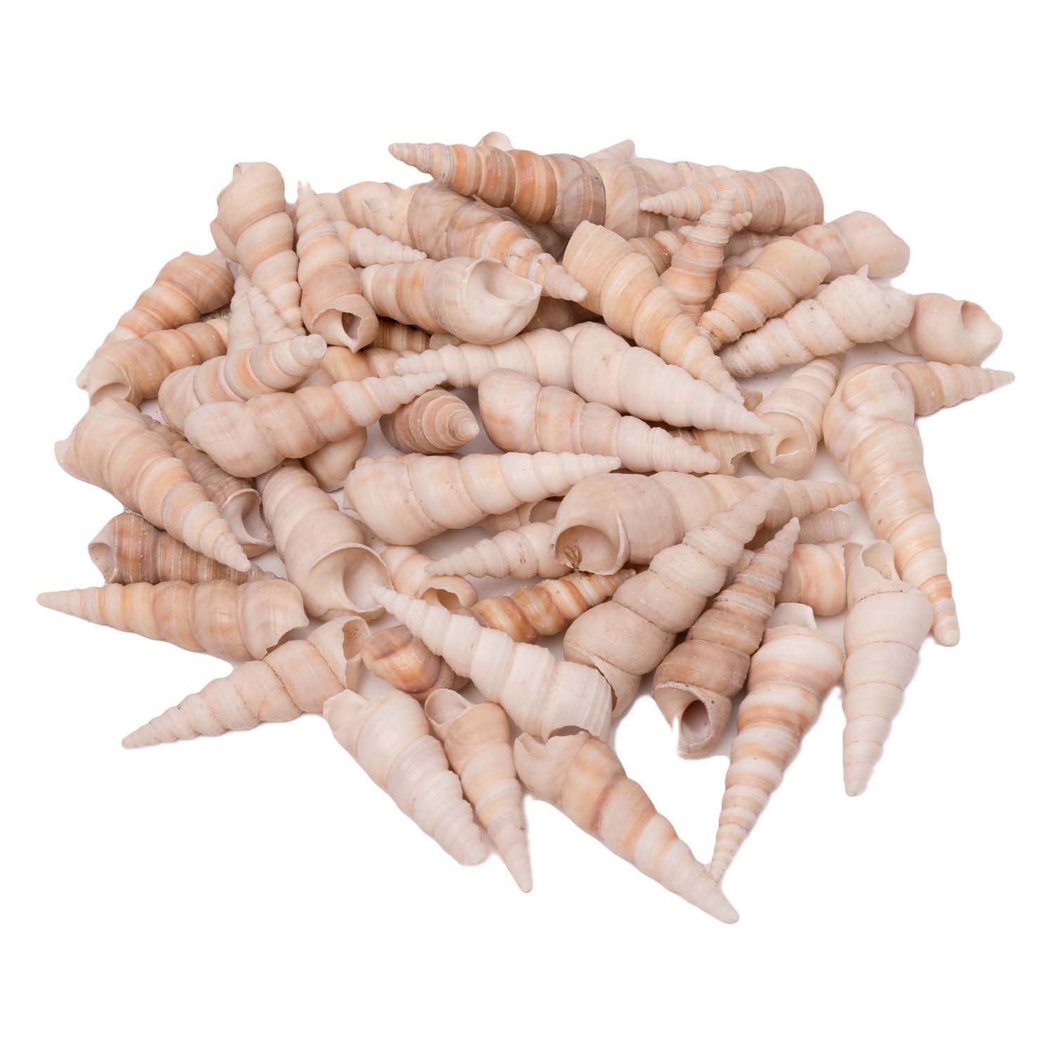 Kleurstoffen - zeeschelpen turritella, 550g