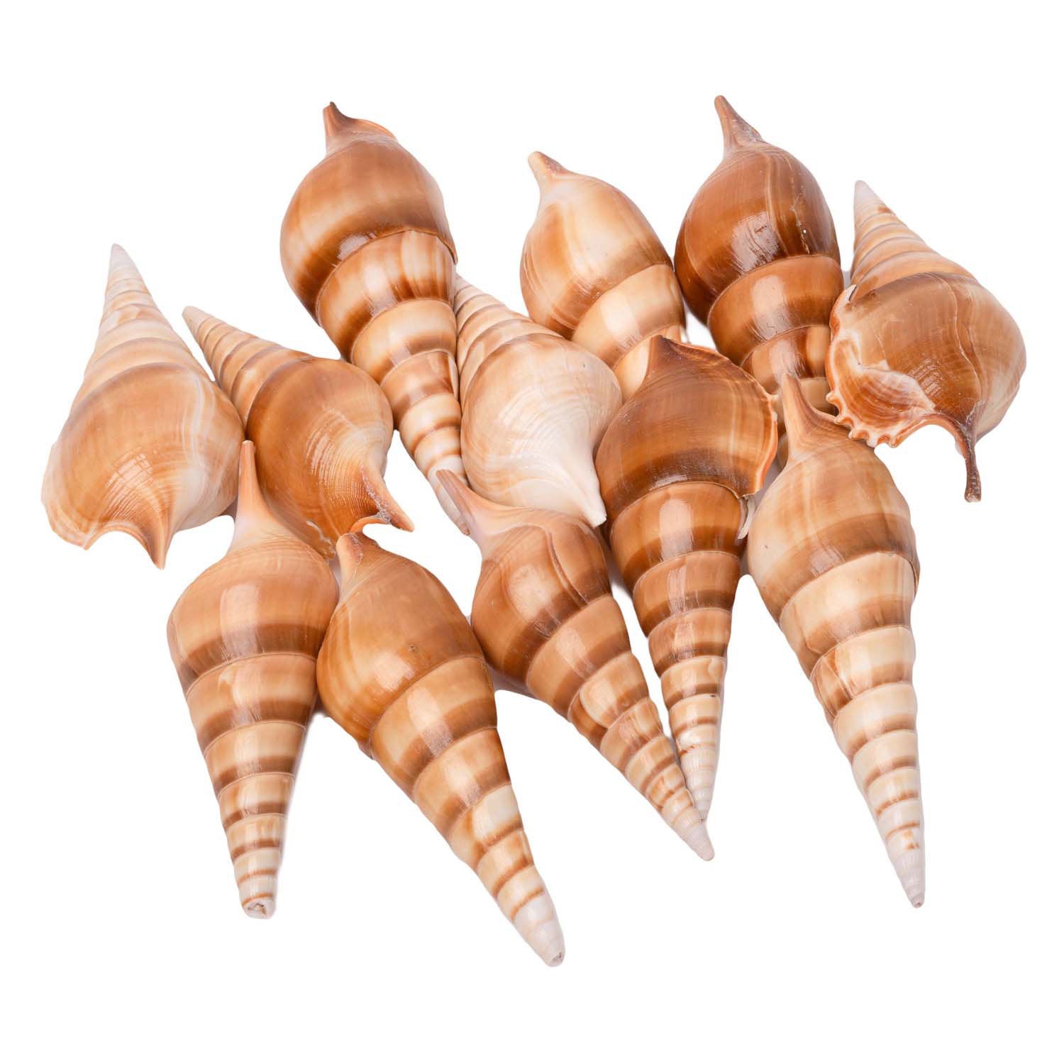 Kleuringen - zeeschelpen tibia, 400g