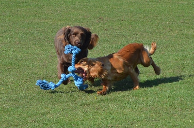 Happy Pet Flossin Fun 3-knoops