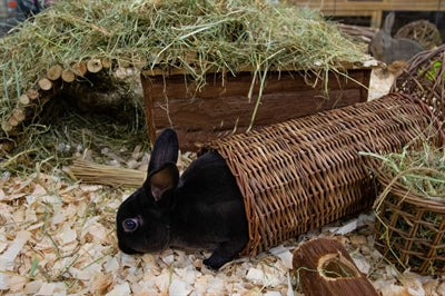 Happy Pet Wilgentunnel