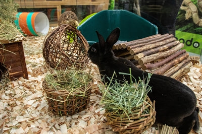 Natuur eerste blij huisdier wilgen hooirek