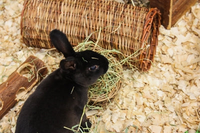 Natuur eerste blij huisdier wilgen hooirek