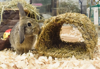 Grasrijke tunnel voor blije huisdieren