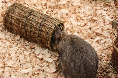 Natuur eerste gelukkige huisdier wilgentunnel