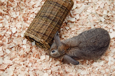 Natuur eerste gelukkige huisdier wilgentunnel