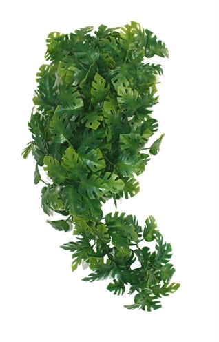 Komodoplant gespleten philodendron