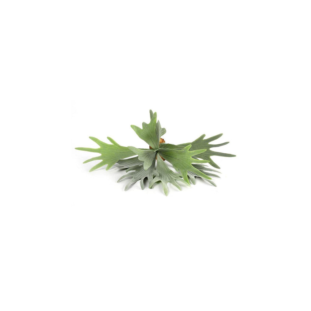Countryfield kunstplant platycerium groen 10xh63,5cm
