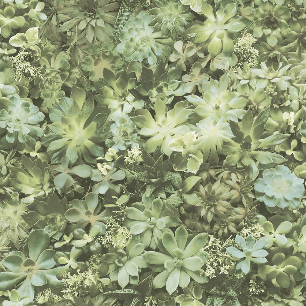 Noordwand behang evergreen succulent groen en beige