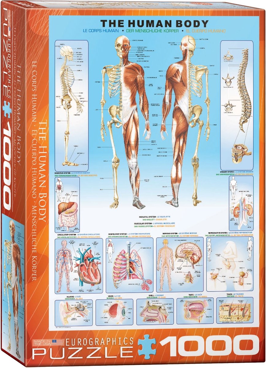 Eurographics - het menselijk lichaam [the human body] - 1000 stukjes 48×68cm (b×h) - legpuzzel