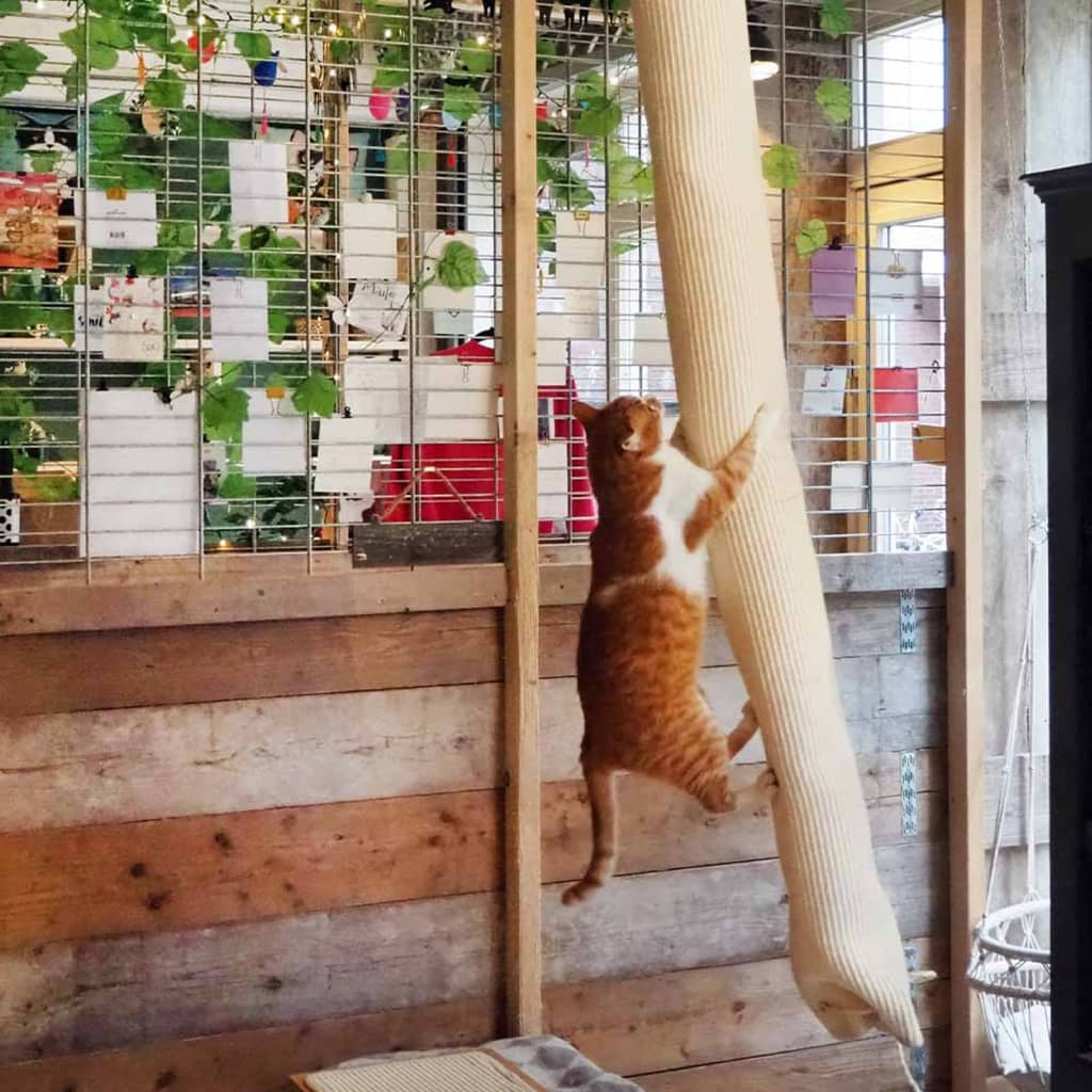 Quapa's! klimzak voor katten 180 cm sisal