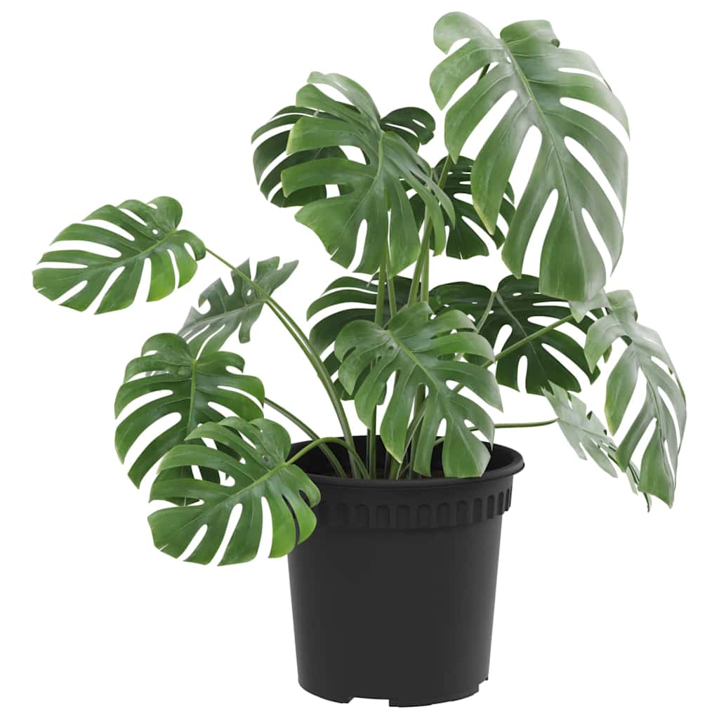 Vidaxl ronde bloempot 6 pcs zwart ø 15 x 12 cm kunststof