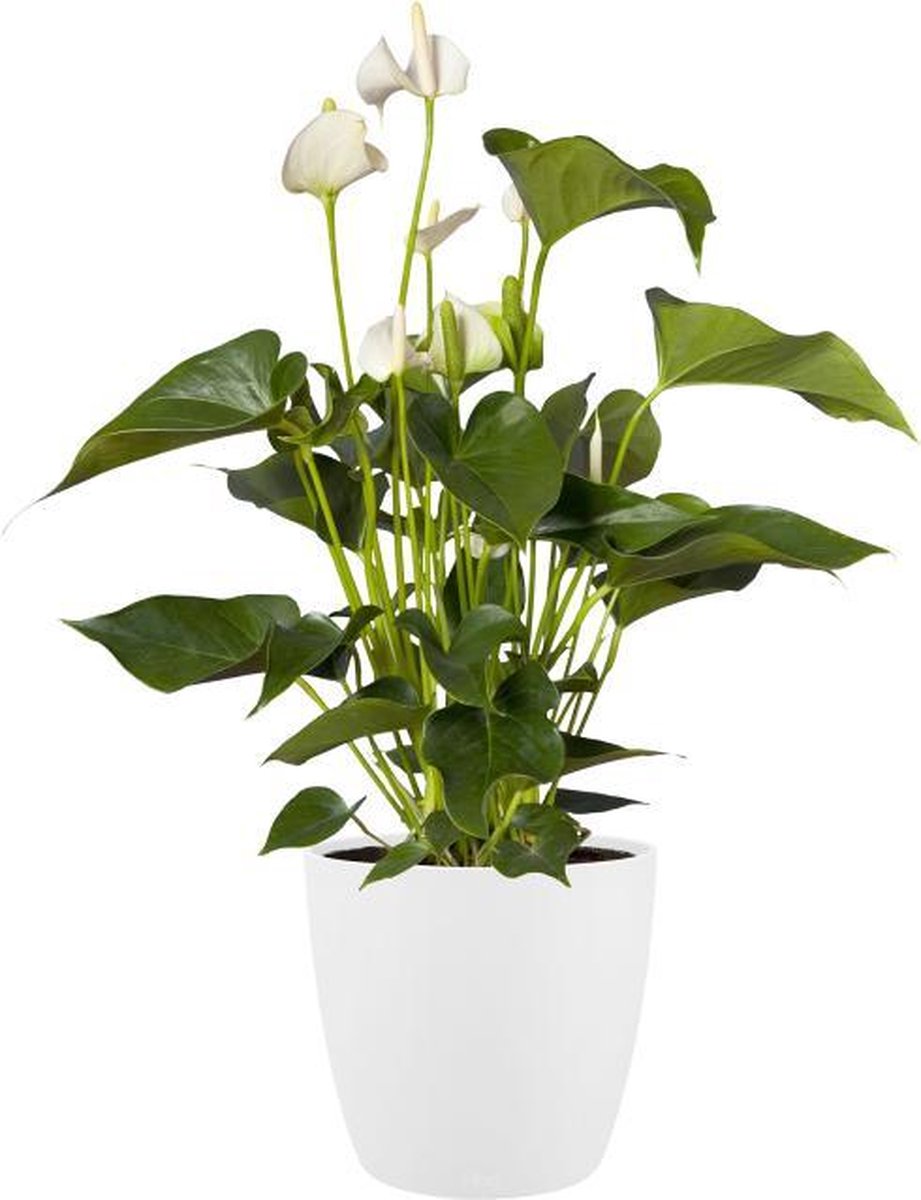 Elho brussels rond wielen 40 - grote bloempot voor binnen - 100% gerecycled plastic - ø 39.0 x h 36.5 cm - wit