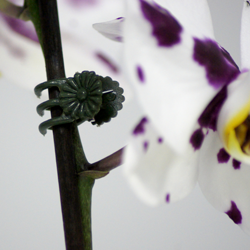 Connex clips voor orchideen 30st - flor78840