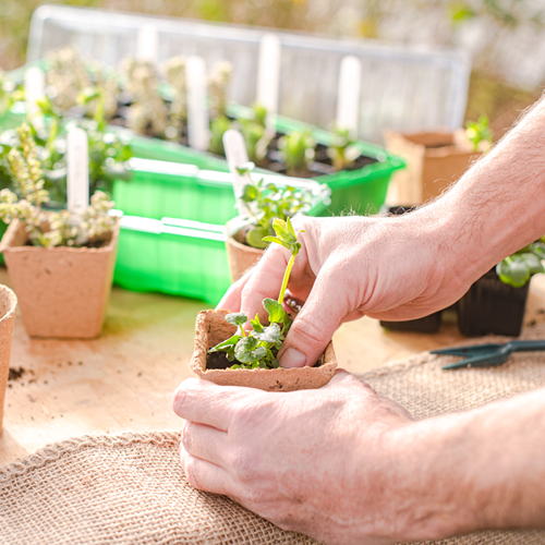 Connex set om jonge planten te verplaatsen - flor78850