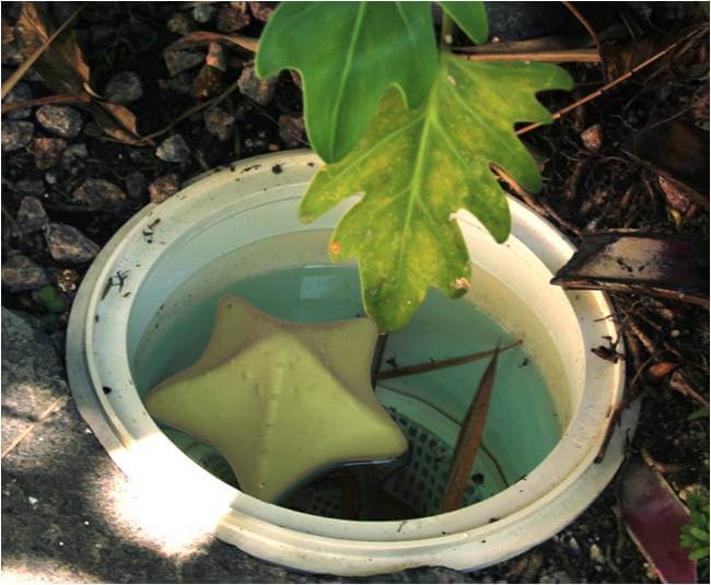 Comfortpool zeester reinigingssponsen