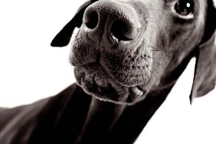 Tecco Inkjetpapier Mat PM230 A3 50 vel