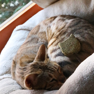 Croci euphoria stick kattenkruid kattenkop