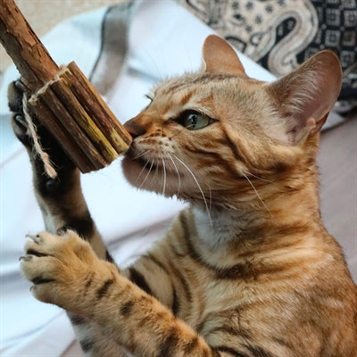 Croci euforie matatabi stammetje